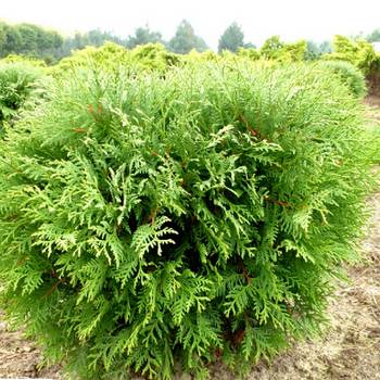 Туя западная ‘Woodwardii’ (Thuja occidentalis ‘Woodwardii’)